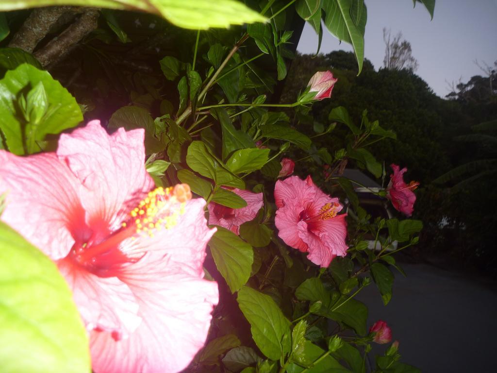 Pohutukawa Coast Bnb Te Puru Luaran gambar