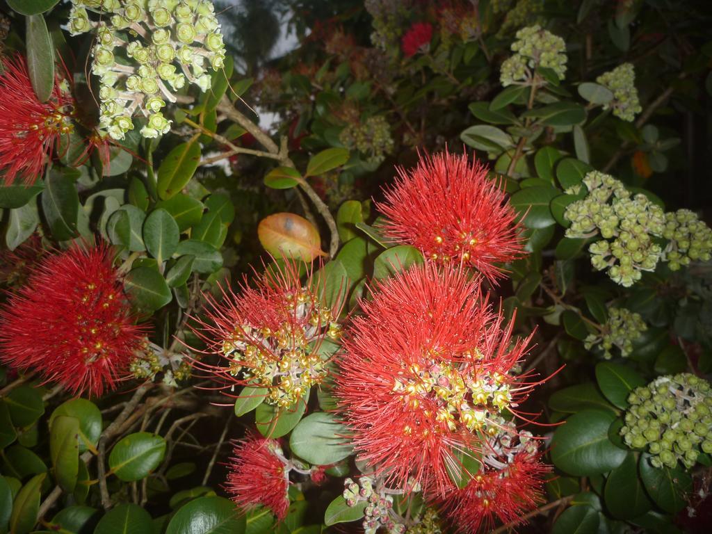 Pohutukawa Coast Bnb Te Puru Luaran gambar