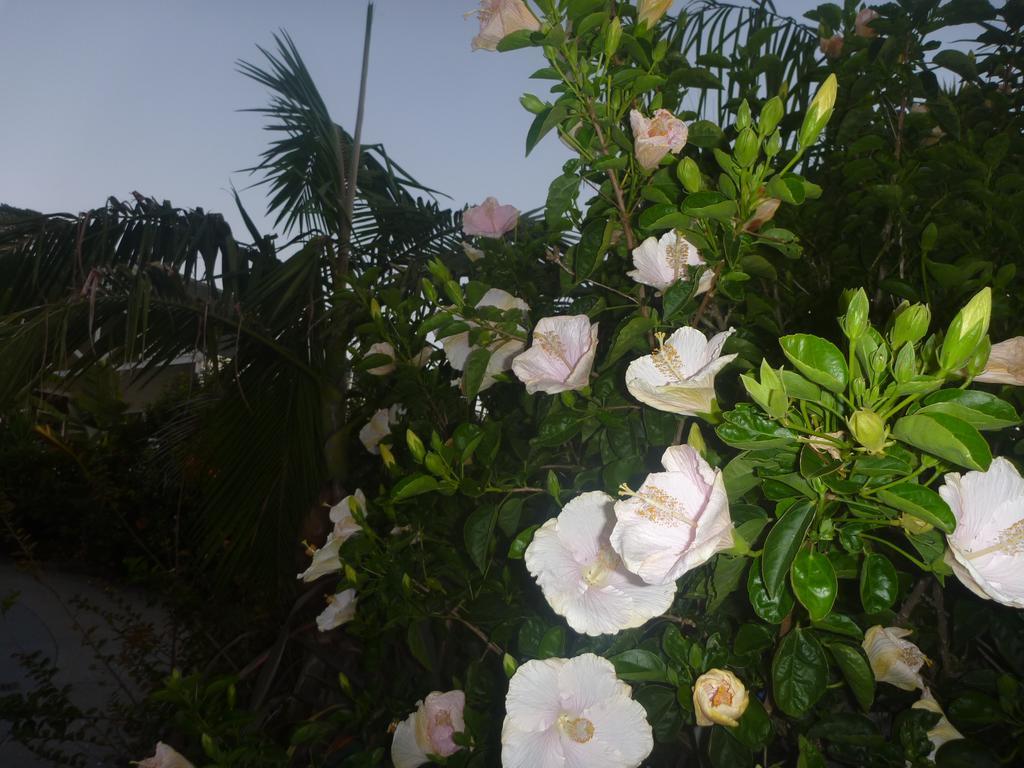 Pohutukawa Coast Bnb Te Puru Luaran gambar
